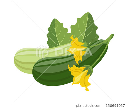 Fresh Green Zucchini with Flowers and Leaves. Food illustration. Fresh Green Zucchini with Flowers and Leaves. Food illustration. 138691037