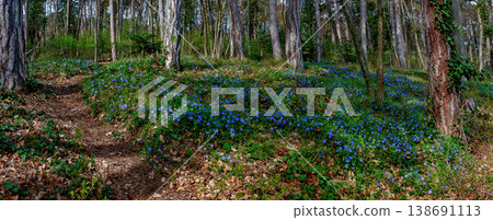 Spring forest with blue periwinkle plants 138691113