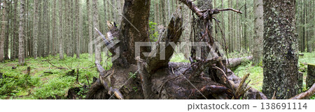 forest with dead tree forest with dead tree 138691114