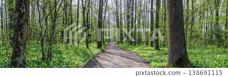Forest with wild garlic Forest with wild garlic 138691115
