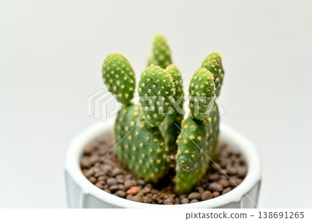 Golden cactus 138691265