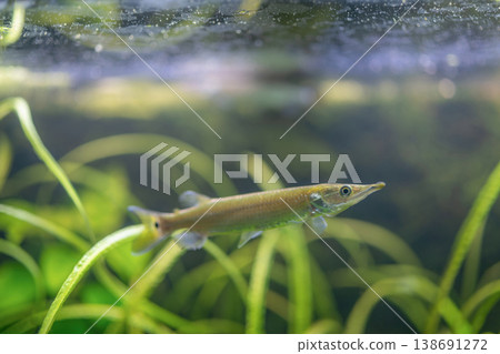 A freshwater fish, Ctenolucius hujeta hujeta, swims among aquatic plants underwater A freshwater fish, Ctenolucius hujeta hujeta, swims among aquatic plants underwater 138691272