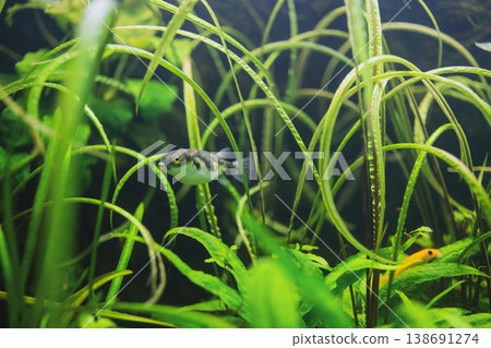 Puffer Fish Swimming in Lush Green Planted Aquarium Puffer Fish Swimming in Lush Green Planted Aquarium 138691274