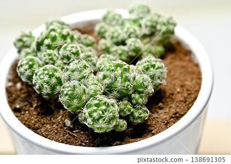 Cactus Silver Ball Cactus Silver Ball 138691305