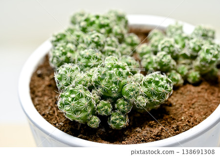 Cactus Silver Ball Cactus Silver Ball 138691308