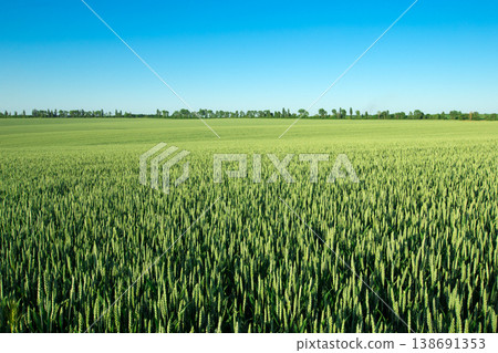green field and blue sky green field and blue sky 138691353