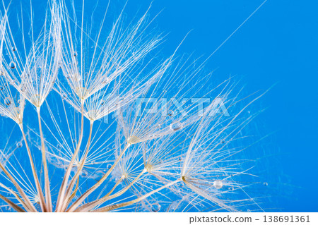 dandelion seeds close up blowing in blue background dandelion seeds close up blowing in blue background 138691361