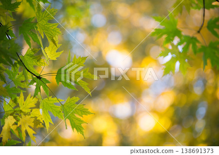 Autumn leaves on sunny day. autumn background 138691373