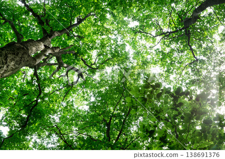 Forest trees. nature green wood sunlight backgrounds Forest trees. nature green wood sunlight backgrounds 138691376