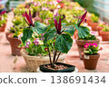 Red trillium flower blooming. Trillium chloropetalum flower with red blossoms and big green leaves 138691434