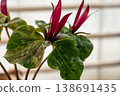 Red trillium flower blooming. Trillium chloropetalum flower with red blossoms and big green leaves 138691435