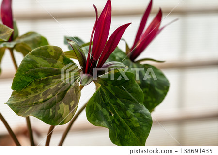 Red trillium flower blooming. Trillium chloropetalum flower with red blossoms and big green leaves Red trillium flower blooming. Trillium chloropetalum flower with red blossoms and big green leaves 138691435