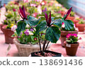Red trillium flower blooming. Trillium chloropetalum flower with red blossoms and big green leaves 138691436