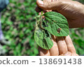 A farmer's hand shows a damaged soybean leaf with Vanessa cardui burdock caterpillar 138691438