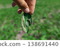 A farmer's hand shows a damaged soybean leaf with Vanessa cardui burdock caterpillar 138691440