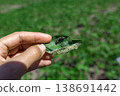A farmer's hand shows a damaged soybean leaf with Vanessa cardui burdock caterpillar 138691442