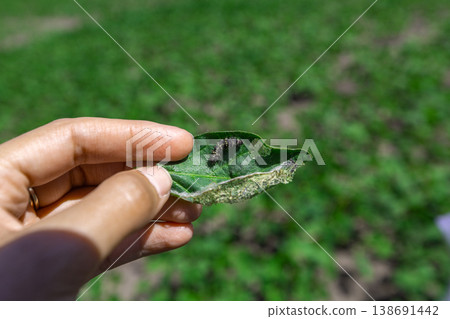 A farmer's hand shows a damaged soybean leaf with Vanessa cardui burdock caterpillar A farmer's hand shows a damaged soybean leaf with Vanessa cardui burdock caterpillar 138691442
