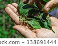 A farmer's hand shows a damaged soybean leaf with Vanessa cardui burdock caterpillar 138691444