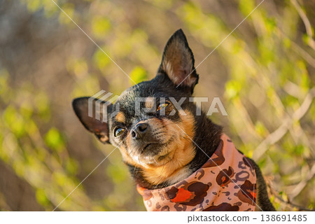 Chihuahua dog on a blurred nature background. Chihuahua dog on a blurred nature background. 138691485