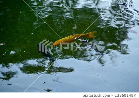 Koi fish or carp fish swimming in a pond. Close-up of group of colorful Koi fish swimming in the pond of a garden. Zen Garden. Animal or pets concept. Koi fish or carp fish swimming in a pond. Close-up of group of colorful Koi fish swimming in the pond of a garden. Zen Garden. Animal or pets concept. 138691497