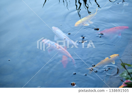 Koi fish or carp fish swimming in a pond. Close-up of group of colorful Koi fish swimming in the pond of a garden. Zen Garden. Animal or pets concept. Koi fish or carp fish swimming in a pond. Close-up of group of colorful Koi fish swimming in the pond of a garden. Zen Garden. Animal or pets concept. 138691505