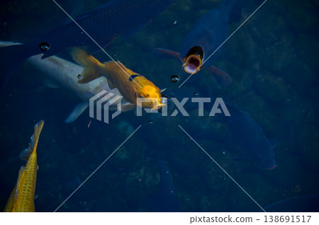 Koi fish or carp fish swimming in a pond. Close-up of group of colorful Koi fish swimming in the pond of a garden. Zen Garden. Animal or pets concept. Koi fish or carp fish swimming in a pond. Close-up of group of colorful Koi fish swimming in the pond of a garden. Zen Garden. Animal or pets concept. 138691517