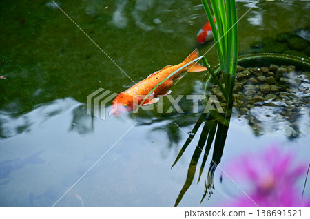 Koi fish or carp fish swimming in a pond. Close-up of group of colorful Koi fish swimming in the pond of a garden. Zen Garden. Animal or pets concept. Koi fish or carp fish swimming in a pond. Close-up of group of colorful Koi fish swimming in the pond of a garden. Zen Garden. Animal or pets concept. 138691521
