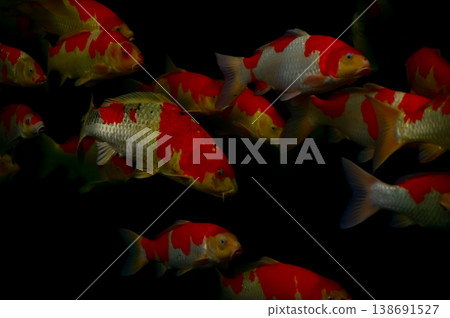 Koi fish or carp fish swimming in a pond. Close-up of group of colorful Koi fish swimming in the pond of a garden. Zen Garden. Animal or pets concept. Koi fish or carp fish swimming in a pond. Close-up of group of colorful Koi fish swimming in the pond of a garden. Zen Garden. Animal or pets concept. 138691527