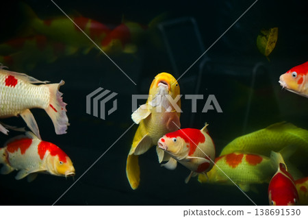 Koi fish or carp fish swimming in a pond. Close-up of group of colorful Koi fish swimming in the pond of a garden. Zen Garden. Animal or pets concept. Koi fish or carp fish swimming in a pond. Close-up of group of colorful Koi fish swimming in the pond of a garden. Zen Garden. Animal or pets concept. 138691530