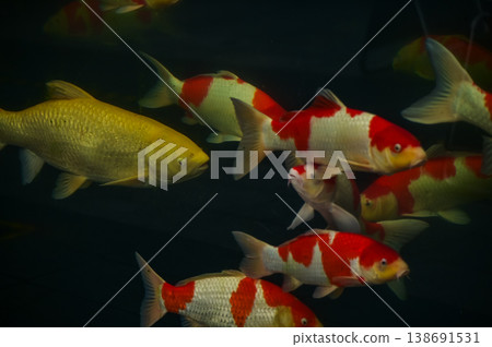 Koi fish or carp fish swimming in a pond. Close-up of group of colorful Koi fish swimming in the pond of a garden. Zen Garden. Animal or pets concept. Koi fish or carp fish swimming in a pond. Close-up of group of colorful Koi fish swimming in the pond of a garden. Zen Garden. Animal or pets concept. 138691531
