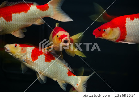 Koi fish or carp fish swimming in a pond. Close-up of group of colorful Koi fish swimming in the pond of a garden. Zen Garden. Animal or pets concept. Koi fish or carp fish swimming in a pond. Close-up of group of colorful Koi fish swimming in the pond of a garden. Zen Garden. Animal or pets concept. 138691534