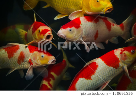Koi fish or carp fish swimming in a pond. Close-up of group of colorful Koi fish swimming in the pond of a garden. Zen Garden. Animal or pets concept. Koi fish or carp fish swimming in a pond. Close-up of group of colorful Koi fish swimming in the pond of a garden. Zen Garden. Animal or pets concept. 138691536