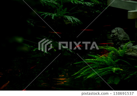 Koi fish or carp fish swimming in a pond. Close-up of group of colorful Koi fish swimming in the pond of a garden. Zen Garden. Animal or pets concept. Koi fish or carp fish swimming in a pond. Close-up of group of colorful Koi fish swimming in the pond of a garden. Zen Garden. Animal or pets concept. 138691537