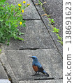A Blue Rock Thrush has come to the spring garden. 138691623