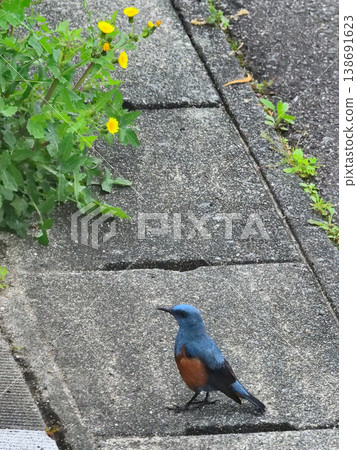A Blue Rock Thrush has come to the spring garden. A Blue Rock Thrush has come to the spring garden. 138691623