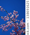 Wild cherry trees in the blue sky 138691625