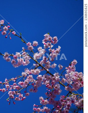 Wild cherry trees in the blue sky 138691625