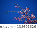 Sakura that shines in the blue sky 138691626