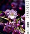Cherry blossom in spring 138691627