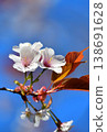 Cherry blossoms shining against the blue sky 138691628
