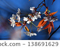 Wild cherry trees in the blue sky 138691629