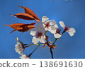 Wild cherry trees in the blue sky 138691630
