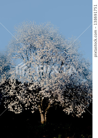 在日本北部岩手縣,白玉蘭是最早盛開的花卉之一。白玉蘭樹上開滿了潔白的花朵。 在日本北部岩手縣,白玉蘭是最早盛開的花卉之一。白玉蘭樹上開滿了潔白的花朵。 138691751