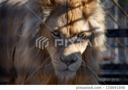 Lion. The King Of Beasts In Captivity. Lion. The King Of Beasts In Captivity. 138691898