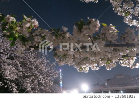 Illuminated night cherry blossoms and Sky Tree 138691922