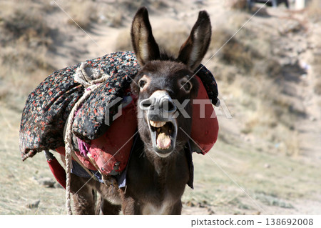 A brown donkey busy braying A brown donkey busy braying 138692008