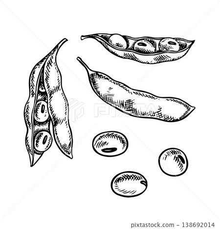 A set of soybeans with pods. Black and white vector graphic illustration. Isolate. Perfect for creating product labels, posters, banners, menus, and more. A set of soybeans with pods. Black and white vector graphic illustration. Isolate. Perfect for creating product labels, posters, banners, menus, and more. 138692014