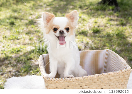 奇瓦瓦州進入籃子和笑 138692015