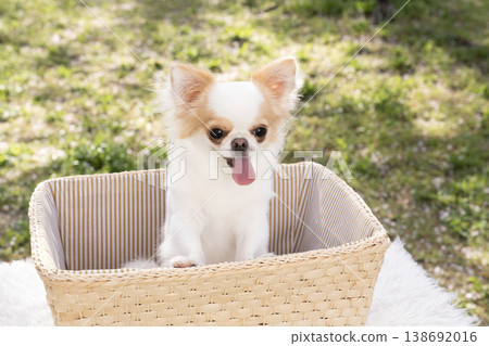 奇瓦瓦州進入籃子和笑 138692016