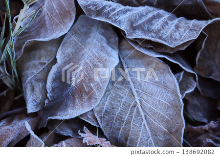 Frost on fallen leaves. Background from autumn leaves. Frost on fallen leaves. Background from autumn leaves. 138692082